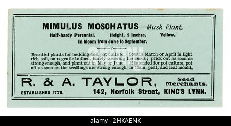 Paquet de semences original du début des années 1900 contenant des semences pour mimulus moschatus (usine de musc) des marchands de semences R & A Taylor of King's Lynn, Norfolk, Angleterre, Royaume-Uni vers les années 1930 Banque D'Images