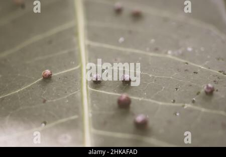 La précision de la forme de la balle des larves DE BANNIÈRE abstraite des œufs d'insectes repose sur la beauté le long du bord de la surface de la feuille de plante verte.Incroyable macro faune nature monde Haut Banque D'Images