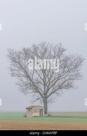 Un arbre et une petite maison dans la campagne toscane, en Italie, enveloppés dans la brume matinale Banque D'Images