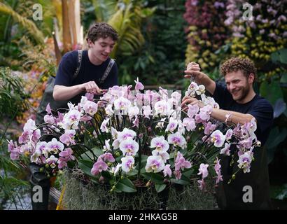 Horticulteurs Kew participant à une exposition au Kew Orchid Festival: Costa Rica, dans les jardins botaniques royaux de Kew, à l'ouest de Londres.Date de la photo : jeudi 3 février 2022. Banque D'Images