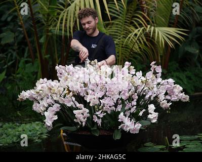 Horticulteurs Kew participant à une exposition au Kew Orchid Festival: Costa Rica, dans les jardins botaniques royaux de Kew, à l'ouest de Londres.Date de la photo : jeudi 3 février 2022. Banque D'Images
