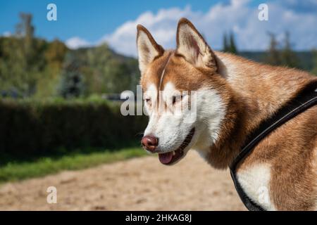 Portrait du chien husky de sibérie.Adorable animal de compagnie à l'extérieur. Banque D'Images