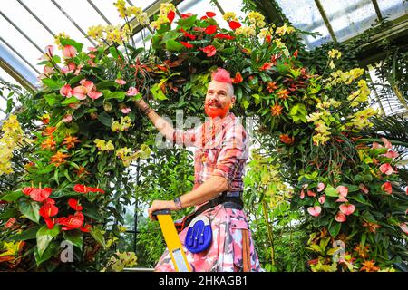 Londres, Royaume-Uni. 3rd févr. 2022. Henck Röling, fleuriste sur place, tend vers les fleurs.le festival annuel des orchidées des jardins botaniques de Kew à Londres voit une fois de plus de magnifiques expositions de fleurs avec une exposition centrale dans l'étang à glasshouse, des milliers d'orchidées colorées et des centaines d'autres plantes tropicales, et des expositions horticoles au Conservatoire de la princesse de Galles. Le festival se déroule du samedi 5 février au dimanche 6 mars 2022. Credit: Imagetraceur/Alamy Live News Banque D'Images