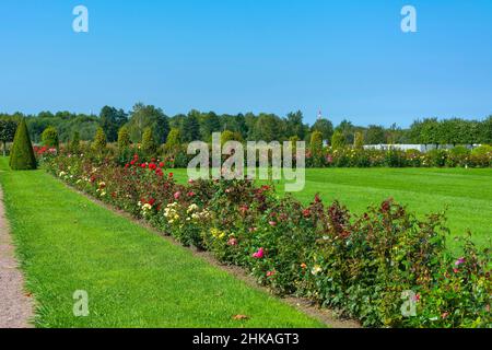 Jardin avec pelouses, rangées de roses roses dans le territoire nouvellement développé du Lower Park Banque D'Images