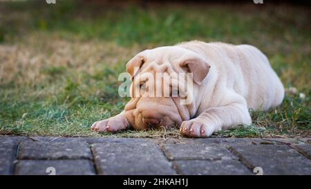 Shar pei chiot chien allongé dans l'herbe.Chien mignon Banque D'Images