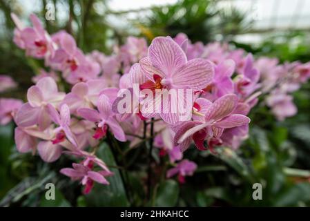Londres, Royaume-Uni.3 février 2022.Un aperçu général du festival des orchidées de Kew Gardens au Princess of Wales Conservatory, annulé l’an dernier en raison de la pandémie.Le festival de cette année célèbre le Costa Rica comme un point d'accès mondial à la biodiversité et un modèle de conservation, avec des expositions créées à partir d'orchidées colorées et de plantes tropicales.Le spectacle se déroule du 5 février au 6 mars 2022.Credit: Stephen Chung / Alamy Live News Banque D'Images