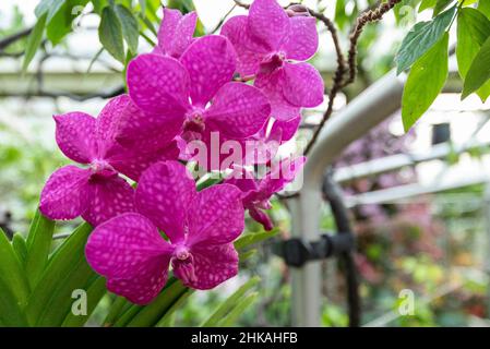 Londres, Royaume-Uni.3 février 2022.Un aperçu général du festival des orchidées de Kew Gardens au Princess of Wales Conservatory, annulé l’an dernier en raison de la pandémie.Le festival de cette année célèbre le Costa Rica comme un point d'accès mondial à la biodiversité et un modèle de conservation, avec des expositions créées à partir d'orchidées colorées et de plantes tropicales.Le spectacle se déroule du 5 février au 6 mars 2022.Credit: Stephen Chung / Alamy Live News Banque D'Images