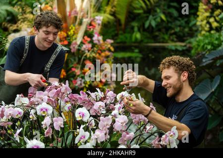 Londres, Royaume-Uni.3 février 2022.Les horticulteurs de Kew tendent une partie de l'exposition centrale dans l'étang de la serre.Aperçu du festival des orchidées de Kew Gardens au Princess of Wales Conservatory, annulé l'année dernière en raison de la pandémie.Le festival de cette année célèbre le Costa Rica comme un point d'accès mondial à la biodiversité et un modèle de conservation, avec des expositions créées à partir d'orchidées colorées et de plantes tropicales.Le spectacle se déroule du 5 février au 6 mars 2022.Credit: Stephen Chung / Alamy Live News Banque D'Images