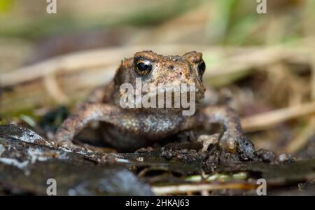 Macro gros plan Front sur le cliché d'Un jeune petit crapaud européen commun, Bufo bufo rampant dans la litière de feuilles, New Forest UK Banque D'Images