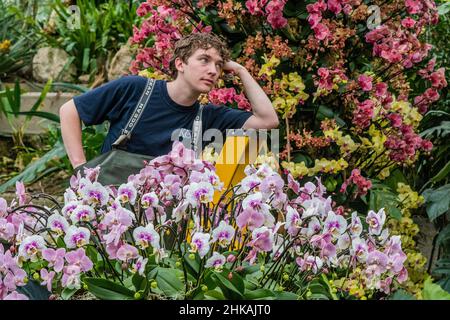 Londres, Royaume-Uni.3rd févr. 2022.Les horticulteurs de Kew Gardens ont mis la touche finale aux expositions du Festival d'Orchid (qui cette année se concentre sur le Costa Rica) dans le Conservatoire de la princesse de Galles.Le festival se déroule du samedi 5 février au dimanche 6 mars 2022.Crédit : Guy Bell/Alay Live News Banque D'Images