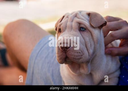 Le propriétaire de l'animal avec son chiot Shar pei.Adorable jeune chien. Banque D'Images