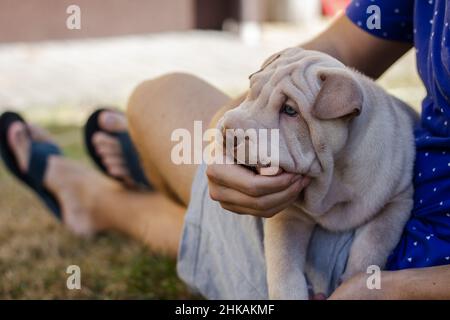 Le propriétaire de l'animal avec son chiot Shar pei.Adorable jeune chien. Banque D'Images