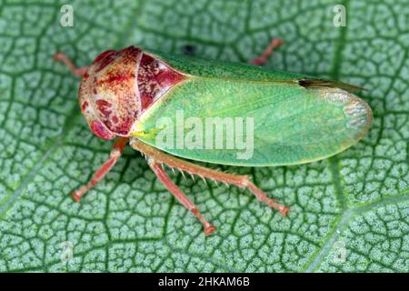 Iassus lanio cicadelle sur la feuille. Banque D'Images