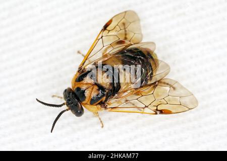 Adulte de la rare Pine Sawfly (Diprion similis). Banque D'Images