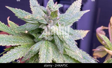 Tête de bourgeon mature de plante de cannabis à la marijuana avec feuilles matures et cristallisation de THC CBD Banque D'Images