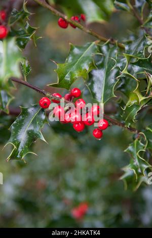 Gros plan d'une branche de Common Holly, montrant des feuilles vertes, brillantes, pointues et des baies rouges brillantes souvent utilisées sur des cartes de Noël, des couronnes et des guirlandes Banque D'Images