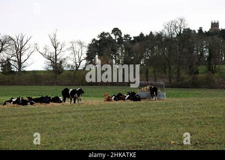 Vaches frisonnes couchées - un signe de mauvais temps à venir? Il est plus probable de mâcher leur cud après avoir allaiter. Banque D'Images