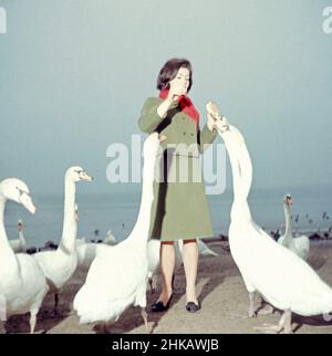 Hannelore Elsner, deutsche Sauspielerin und Autorin, mit Schwänen an einem Ufer, Deutschland, UM 1969.L'actrice allemande Hannelore Elsner avec des cygnes au bord d'un lac, Allemagne vers 1969. Banque D'Images