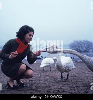 Hannelore Elsner, deutsche Sauspielerin und Autorin, mit Schwänen an einem Ufer, Deutschland, UM 1969.L'actrice allemande Hannelore Elsner avec des cygnes au bord d'un lac, Allemagne vers 1969. Banque D'Images