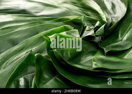 Zongzi Bacang feuille de fond, feuille de bambou isolée verte pour emballage de riz asiatique.Festival des bateaux-dragons de Duanwu Banque D'Images