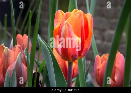 Triomphez l'Hermitage de tulipe dans le jardin au printemps, gros plan Banque D'Images