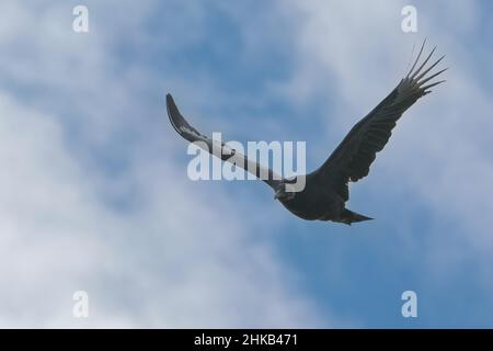 J'ai photographié ce vautour noir à la chasse à un repas lors d'un voyage en camping-car à travers l'Arkansas, le Missouri et l'est du Texas au début de l'hiver. Banque D'Images