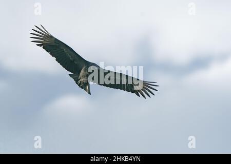 J'ai photographié ce vautour noir à la chasse à un repas lors d'un voyage en camping-car à travers l'Arkansas, le Missouri et l'est du Texas au début de l'hiver. Banque D'Images