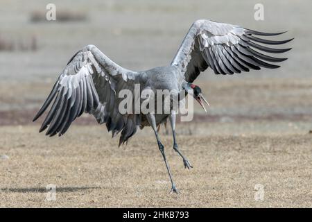 Grue commune , Grus grus , débarquement , Gallocanta , Espagne Banque D'Images