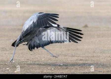 Grue commune , Grus grus , débarquement , Gallocanta , Espagne Banque D'Images