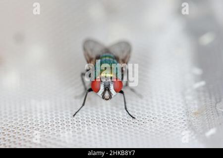 Volez Lucilia caesar, un blowfly en forme de bouteille de verdâtre, en gros plan tout en pontant des œufs. Banque D'Images