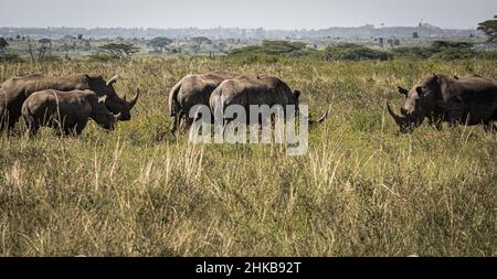 Vue d'un troupeau de rhinocéros blancs protégeant le veau et le pâturage dans les prairies de savane du parc national de Nairobi près de Nairobi, Kenya Banque D'Images