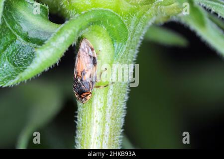 Philaenus spumarius commun froghopper trémie adultes Banque D'Images