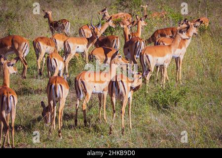 Belle vue d'un groupe d'antilopes impala qui broutage et errance dans les prairies de la savane du parc national de Nairobi près de Nairobi, Kenya Banque D'Images