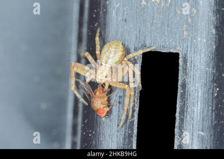 Une araignée avec une mouche de fruits chassée. Banque D'Images