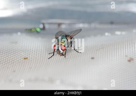 Volez Lucilia caesar, un blowfly en forme de bouteille de verdâtre, en gros plan tout en pontant des œufs. Banque D'Images