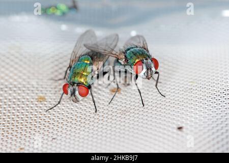 Volez Lucilia caesar, un blowfly en forme de bouteille de verdâtre, en gros plan tout en pontant des œufs. Banque D'Images