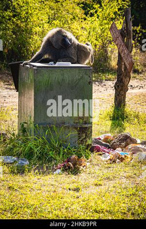 Vue d'un grand babouin anubis agressif de sexe masculin cherchant et nettoyant une poubelle pour faire des travaux, parc national de Nairobi, près de Nairobi, Kenya Banque D'Images