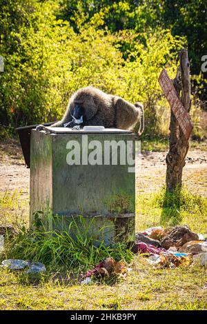 Vue d'un grand babouin anubis agressif de sexe masculin cherchant et nettoyant une poubelle pour faire des travaux, parc national de Nairobi, près de Nairobi, Kenya Banque D'Images