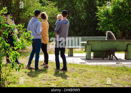 Les touristes sans voix avec tout-petit regardent le babouin anubis qui les a chassés loin de leur table de pique-nique, le parc national de Nairobi, près de Nairobi, Kenya Banque D'Images