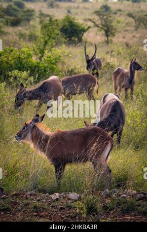 Vue panoramique sur un troupeau de mâles d'eau qui broutage dans les prairies de savane du parc national de Nairobi, près de Nairobi, Kenya Banque D'Images