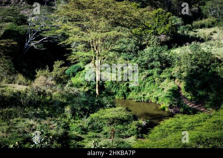 Vue en grand angle d'un trou d'eau entouré de grands arbres et de nombreux buissons dans le parc national de Nairobi, à côté de Nairobi, Kenya Banque D'Images