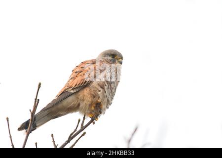 Kestrel mâle (Falco tinnunculus) perché dans un arbre Banque D'Images