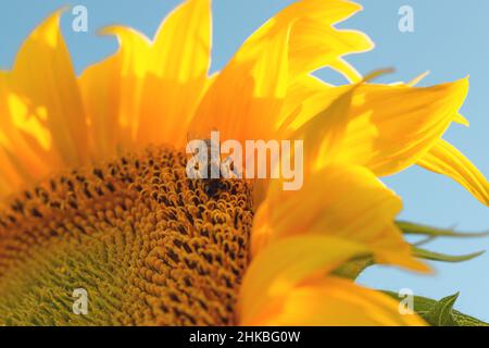 Une abeille sur un tournesol gros plan.Une abeille recueille la poussière d'une fleur Banque D'Images