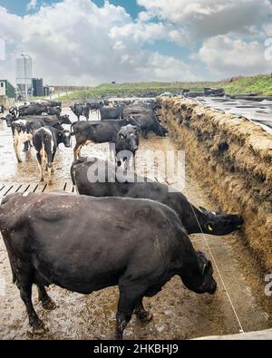 vaches laitières se nourrissant d'ensilage Banque D'Images