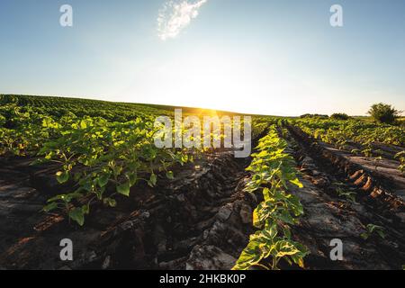 Jeunes plants de tournesol vert poussant dans le sol Banque D'Images