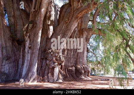 El Árbol del Tule, avec le tronc d'arbre le plus piquant au monde Banque D'Images