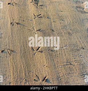 Empreintes d'oiseaux sur sable humide Banque D'Images