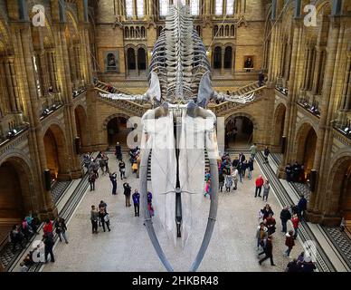 Natural History Museum, Londres Banque D'Images