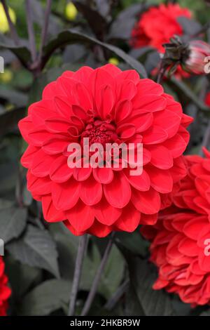 Dahlia Fire Mountain, fleur de dahlia décorative miniature avec fleurs rouges vives et feuillage foncé.ROYAUME-UNI Banque D'Images