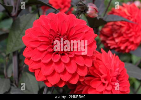 Dahlia Fire Mountain, fleur de dahlia décorative miniature avec fleurs rouges vives et feuillage foncé.ROYAUME-UNI Banque D'Images